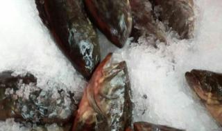 红石斑养殖 石斑鱼养殖技术